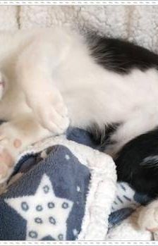 Bimbo Camada Tallante – Europäisch Kurzhaar, Männchen, 2 Jahre 6 Monate, 65520 Bad Camberg – Foto 10