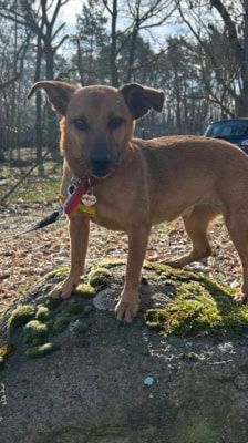 Elly – Terrier Mix, Weibchen, 13 Jahre, 39576 Stendal – Foto 1