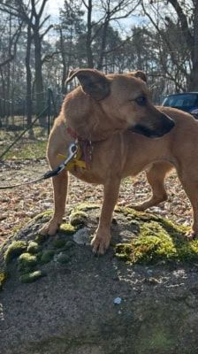 Elly – Terrier Mix, Weibchen, 13 Jahre, 39576 Stendal – Foto 2