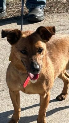 Elly – Terrier Mix, Weibchen, 13 Jahre, 39576 Stendal – Foto 3