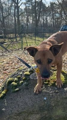Elly – Terrier Mix, Weibchen, 13 Jahre, 39576 Stendal – Foto 4