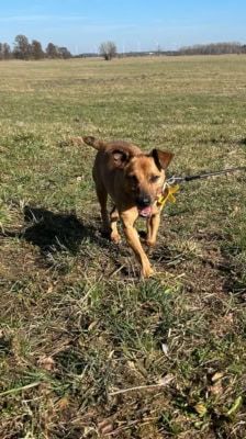 Elly – Terrier Mix, Weibchen, 13 Jahre, 39576 Stendal – Foto 5
