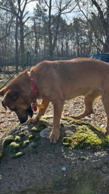 Elly – Terrier Mix, Weibchen, 13 Jahre, 39576 Stendal – Foto 6