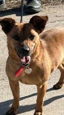 Elly – Terrier Mix, Weibchen, 13 Jahre, 39576 Stendal – Foto 7