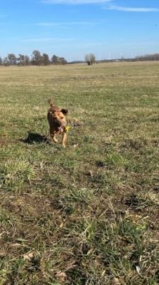 Elly – Terrier Mix, Weibchen, 13 Jahre, 39576 Stendal – Foto 8