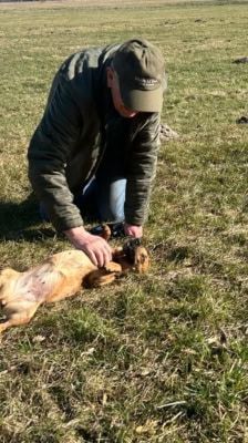 Elly – Terrier Mix, Weibchen, 13 Jahre, 39576 Stendal – Foto 9