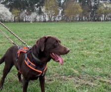 Elly – Terrier Mix, Weibchen, 13 Jahre, 39576 Stendal – Foto 10