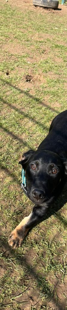 Albert – Mischling, Männchen, Alter unbekannt, 37520 Osterode – Foto 2