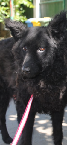Juliška – Mischling, Weibchen, 4 Jahre, Nordic Strays e.V. – Foto 1
