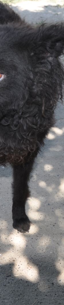 Juliška – Mischling, Weibchen, 4 Jahre, Nordic Strays e.V. – Foto 2