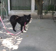 Juliška – Mischling, Weibchen, 4 Jahre, Nordic Strays e.V. – Foto 3