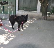 Juliška – Mischling, Weibchen, 4 Jahre, Nordic Strays e.V. – Foto 4