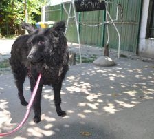 Juliška – Mischling, Weibchen, 4 Jahre, Nordic Strays e.V. – Foto 5