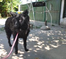 Juliška – Mischling, Weibchen, 4 Jahre, Nordic Strays e.V. – Foto 6