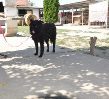 Juliška – Mischling, Weibchen, 4 Jahre, Nordic Strays e.V. – Foto 7