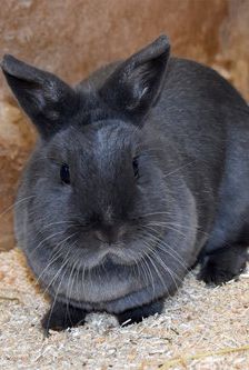 Nilo – Löwenkopfmix-Zwergkaninchen, Männchen, 1 Jahr, 90537 Feucht – Foto 3