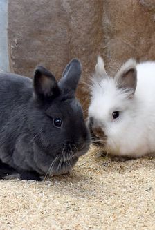 Nilo – Löwenkopfmix-Zwergkaninchen, Männchen, 1 Jahr, 90537 Feucht – Foto 5