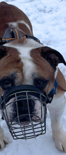Rufus – Continental Bulldogge, Männchen, 10 Jahre, 28357 Bremen – Foto 2