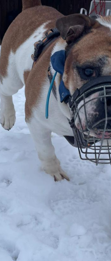 Rufus – Continental Bulldogge, Männchen, 10 Jahre, 28357 Bremen – Foto 3