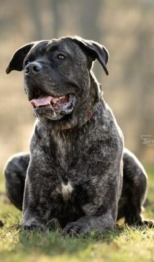 Puella – Cane Corso, Weibchen, 3 Jahre 7 Monate, 70195 Stuttgart-Botnang – Foto 1