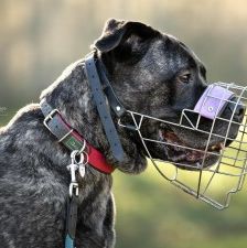 Puella – Cane Corso, Weibchen, 3 Jahre 7 Monate, 70195 Stuttgart-Botnang – Foto 2