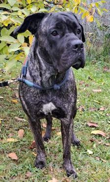 Puella – Cane Corso, Weibchen, 3 Jahre 7 Monate, 70195 Stuttgart-Botnang – Foto 11