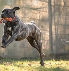 Puella – Cane Corso, Weibchen, 3 Jahre 7 Monate, 70195 Stuttgart-Botnang – Foto 3