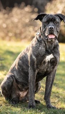 Puella – Cane Corso, Weibchen, 3 Jahre 7 Monate, 70195 Stuttgart-Botnang – Foto 4