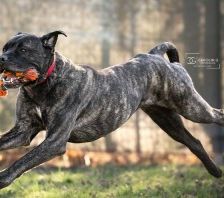 Puella – Cane Corso, Weibchen, 3 Jahre 7 Monate, 70195 Stuttgart-Botnang – Foto 5