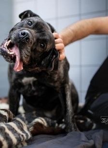 Puella – Cane Corso, Weibchen, 3 Jahre 7 Monate, 70195 Stuttgart-Botnang – Foto 6