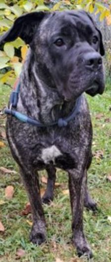 Puella – Cane Corso, Weibchen, 3 Jahre 7 Monate, 70195 Stuttgart-Botnang – Foto 7