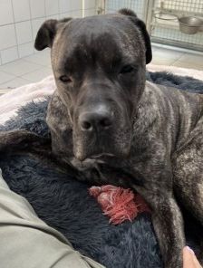 Puella – Cane Corso, Weibchen, 3 Jahre 7 Monate, 70195 Stuttgart-Botnang – Foto 8