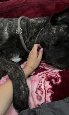 Puella – Cane Corso, Weibchen, 3 Jahre 7 Monate, 70195 Stuttgart-Botnang – Foto 9