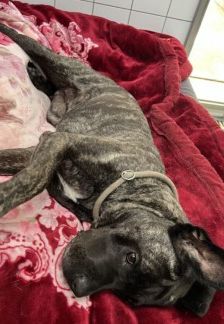Puella – Cane Corso, Weibchen, 3 Jahre 7 Monate, 70195 Stuttgart-Botnang – Foto 10