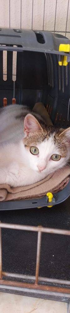 Vilma – Europäisch Kurzhaar, Weibchen, 1 Jahr, 65520 Bad Camberg – Foto 3
