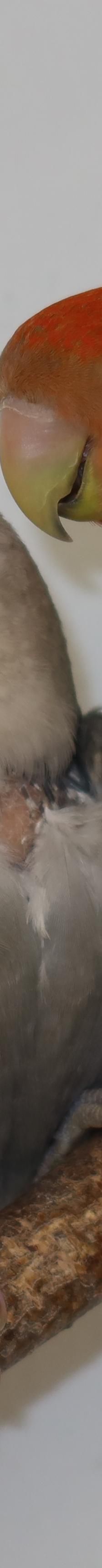 Mausi und Chicco – Agapornid, Männchen, Alter unbekannt, 50969 Köln-Zollstock – Foto 1