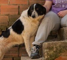 Merry – Mischling, Weibchen, 2 Jahre 2 Monate, Nordic Strays e.V. – Foto 2