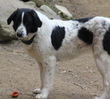 Merry – Mischling, Weibchen, 2 Jahre 2 Monate, Nordic Strays e.V. – Foto 11