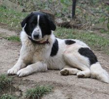 Merry – Mischling, Weibchen, 2 Jahre 2 Monate, Nordic Strays e.V. – Foto 12