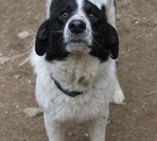 Merry – Mischling, Weibchen, 2 Jahre 2 Monate, Nordic Strays e.V. – Foto 13