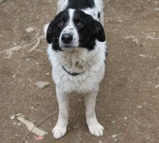 Merry – Mischling, Weibchen, 2 Jahre 2 Monate, Nordic Strays e.V. – Foto 14