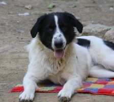 Merry – Mischling, Weibchen, 2 Jahre 2 Monate, Nordic Strays e.V. – Foto 16