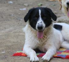 Merry – Mischling, Weibchen, 2 Jahre 2 Monate, Nordic Strays e.V. – Foto 17