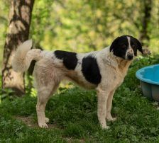 Merry – Mischling, Weibchen, 2 Jahre 2 Monate, Nordic Strays e.V. – Foto 18