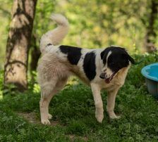 Merry – Mischling, Weibchen, 2 Jahre 2 Monate, Nordic Strays e.V. – Foto 19