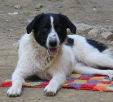 Merry – Mischling, Weibchen, 2 Jahre 2 Monate, Nordic Strays e.V. – Foto 3