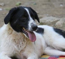 Merry – Mischling, Weibchen, 2 Jahre 2 Monate, Nordic Strays e.V. – Foto 4
