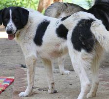 Merry – Mischling, Weibchen, 2 Jahre 2 Monate, Nordic Strays e.V. – Foto 5
