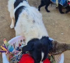Merry – Mischling, Weibchen, 2 Jahre 2 Monate, Nordic Strays e.V. – Foto 6
