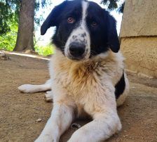 Merry – Mischling, Weibchen, 2 Jahre 2 Monate, Nordic Strays e.V. – Foto 7
